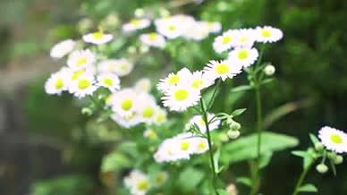 野花小花菊花自然植物视频的预览图
